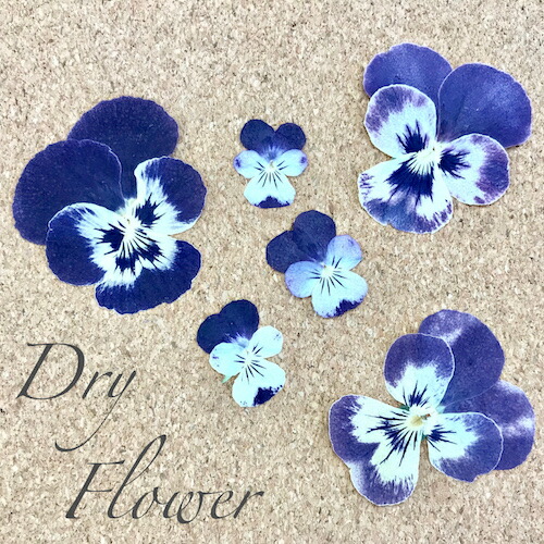 楽天市場】【ハンドメイド・アクセサリーに☆】[ドライフラワー