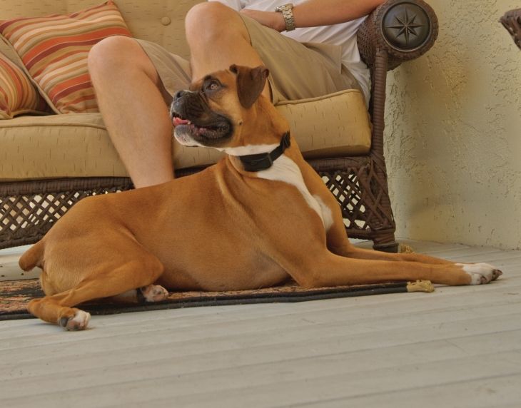 国内最安値 楽天市場 無駄ぼえ防止首輪 低周波パルスタイプで刺激レベルは6段階 ペットセーフ バークコントロール ベーシック あのーる ぽー 安い Lexusoman Com