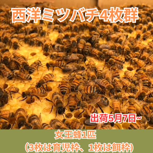 楽天市場】「2027年春予約」 西洋ミツバチ飼育種蜂4枚群 女王蜂1匹 3枚 