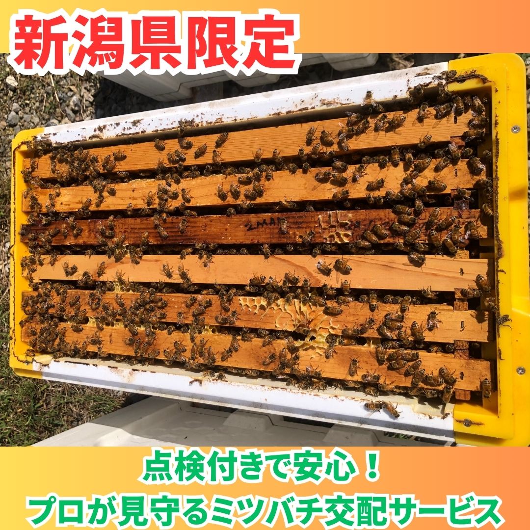 楽天市場】ミツバチ飼育種蜂4枚群入門キット2027年4月上旬出荷予定