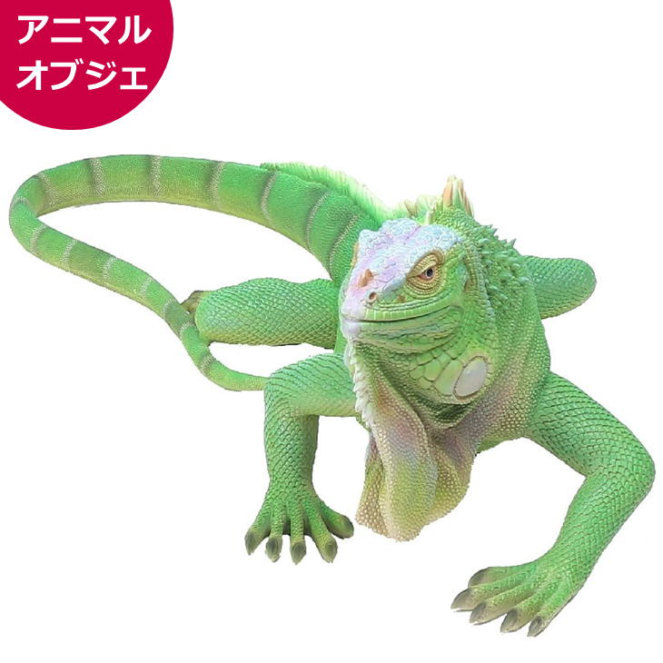 50 Off 楽天市場 イグアナ グリーン 大 リアル 置物 アニマルオブジェ お店 インテリア Qy 154 動物 爬虫類 紅石 Antel 信頼 Haringeylawcentre Org Uk