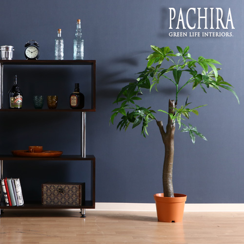 楽天市場 送料込 観葉植物 フェイク Pachira パキラ 朴の木タイプ 150cm 大型 造花 インテリア 植物 フェイクグリーン 人工観葉植物 作り物 リアル 大きめ 大きい 本物そっくり おすすめ おしゃれ かわいい プレゼント 送料無料 家具通販 Antico アンティコ