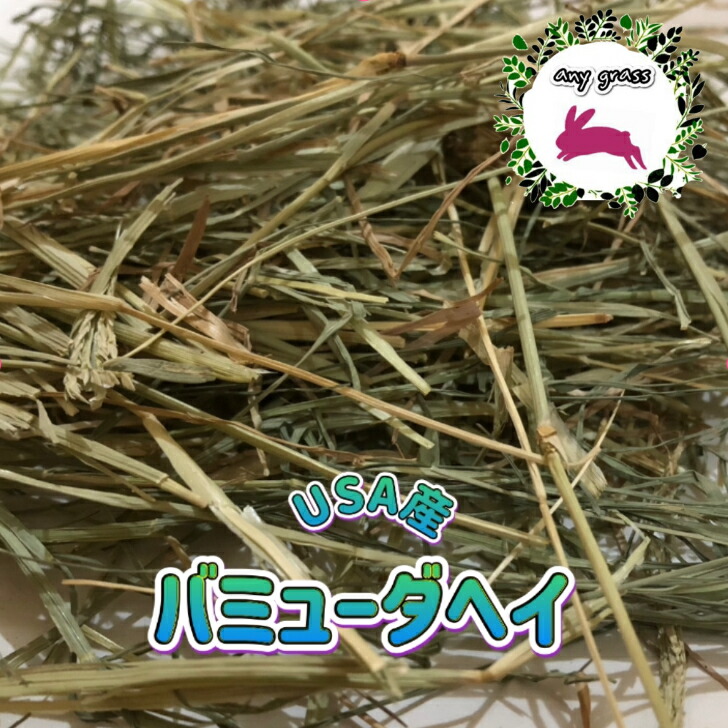 ★みかん★USA産イタリアンライグラス イタリアンライグラス - Rabbit-Ruru｜うさぎ通販専門店