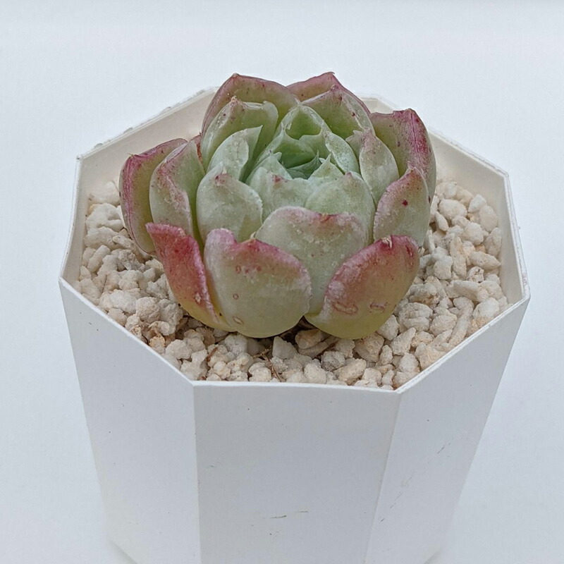 ブランド品専門の 多肉植物 カット苗抜き苗寄せ植え 植物 観葉植物