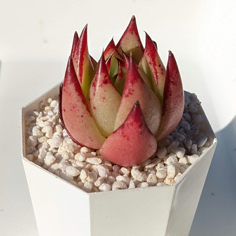 多肉植物 エケベリア カシオ Echeveria Casio 韓国苗 寄せ植え 抜き苗 カット苗 第4種発送 可愛い 送料無料 Educaps Com Br