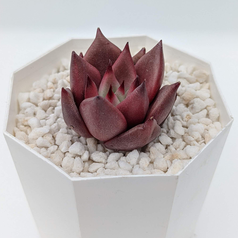 楽天市場 多肉植物 エケベリア 寄せ植え 可愛い おしゃれ アガボイデス エボニーレッド Echeveria Agavoides Ebony Red ロメオ 韓国苗 抜き苗 カット苗 第4種発送 レア 送料無料 Anny Station