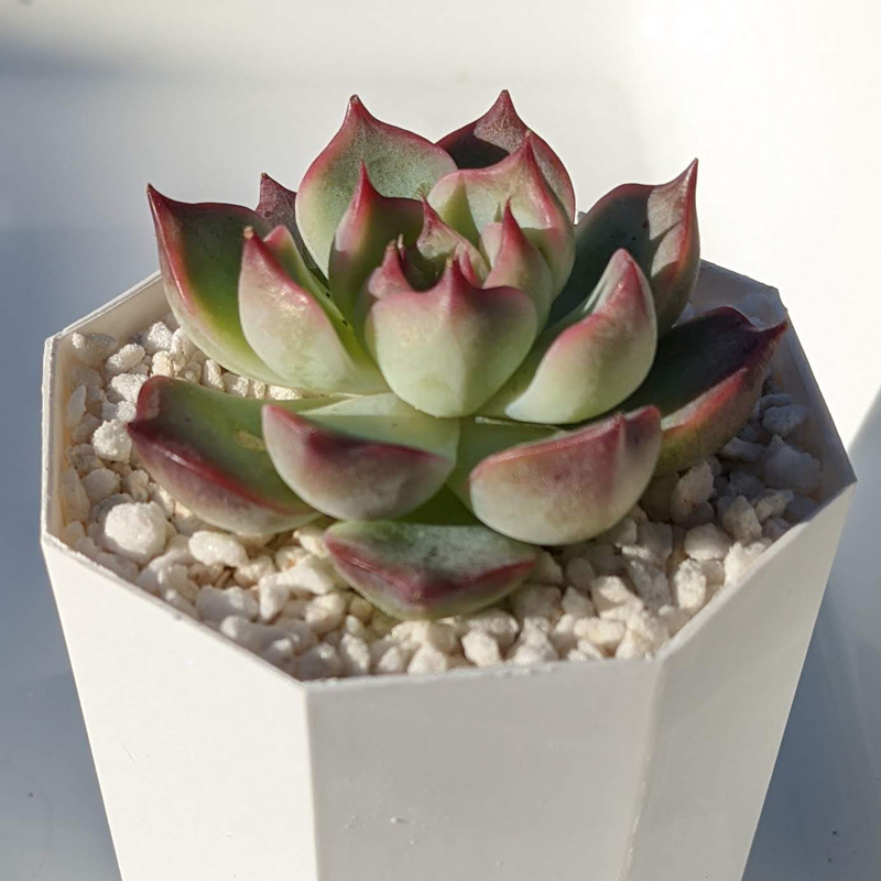 多肉植物 エケベリア エストレラ Echeveria Estrela 韓国苗 寄せ植え 抜き苗 カット苗 第4種発送 可愛い 送料無料 Educaps Com Br