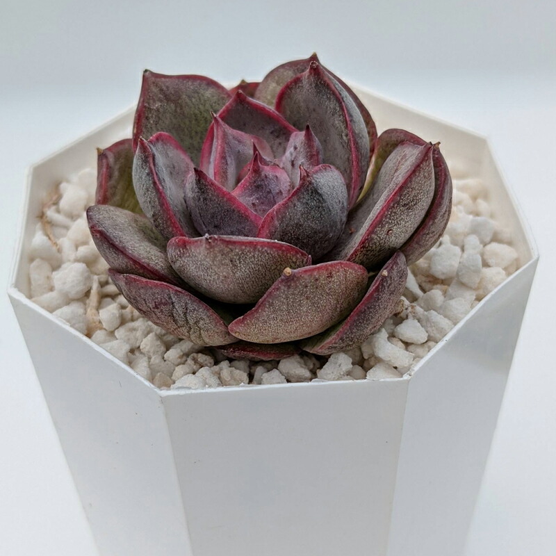 多肉植物 エケベリア ミリネ Echeveria Mirine 韓国苗 寄せ植え 抜き苗 カット苗 第4種発送 可愛い 送料無料 Educaps Com Br