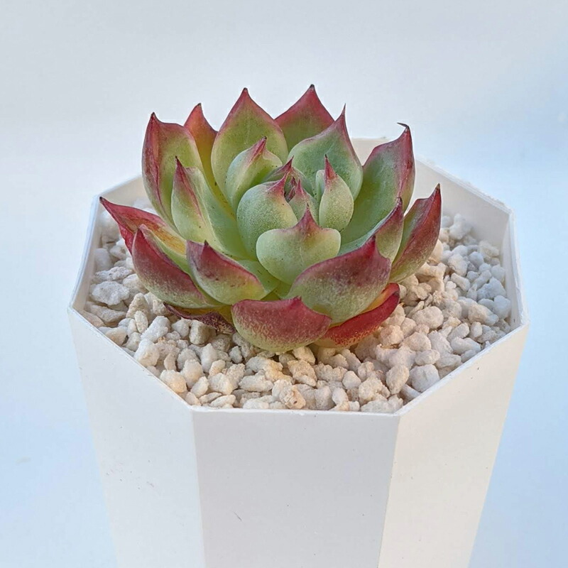 多肉植物 エケベリア ピンククリスタル Echeveria Pink Crystal 韓国苗 寄せ植え 抜き苗 カット苗 第4種発送 可愛い 送料無料 Gmofwi Com