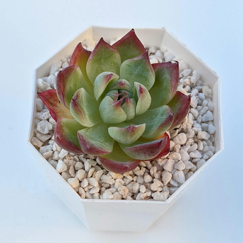 奇跡の再販 クリスタル錦 大苗 多肉植物 エケベリア 値引 Traverserdl Com