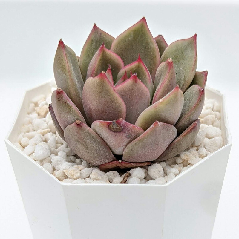 多肉植物 エケベリア シャーリング Echeveria Shirring 韓国苗 寄せ植え 抜き苗 切り疵苗 順序数4種類差し遣わす 麗しい 送料無料 Hotjobsafrica Org