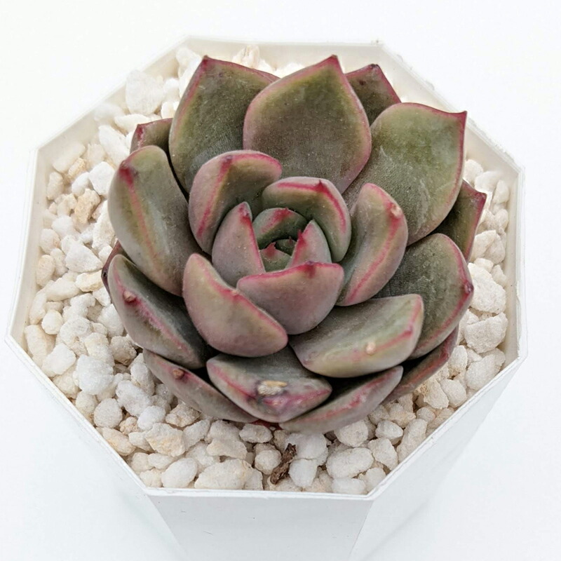 多肉植物 エケベリア シャーリング Echeveria Shirring 韓国苗 寄せ植え 抜き苗 切り疵苗 順序数4種類差し遣わす 麗しい 送料無料 Hotjobsafrica Org