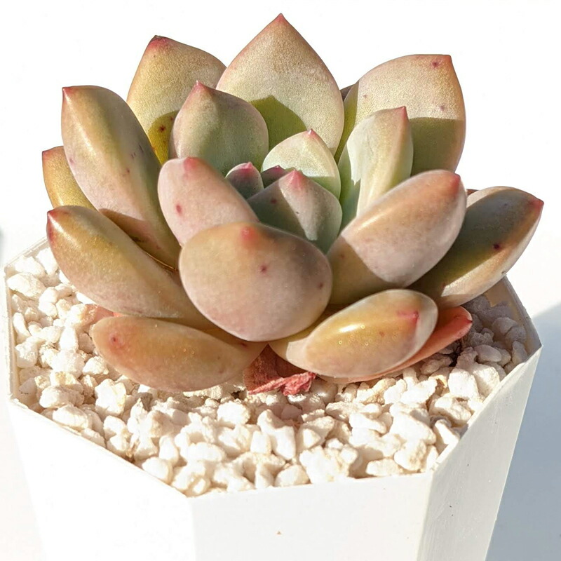 楽天市場 多肉植物 エケベリア アリエル Echeveria Ariel 韓国苗 寄せ植え 抜き苗 カット苗 第4種発送 可愛い 送料無料 Anny Station