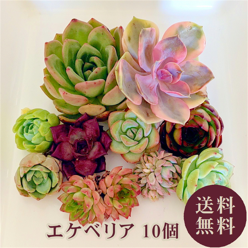 初売り 多肉植物 韓国苗15苗寄植えセット E ecousarecycling.com