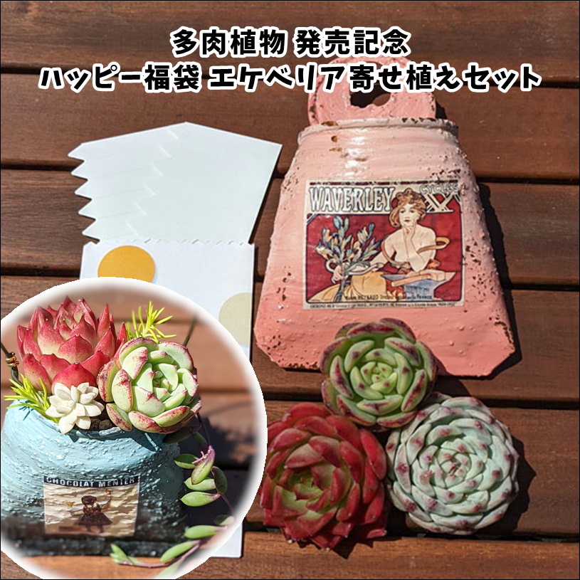 多肉植物 エケベリア 発売メモリー 幸運背景 福袋 Echeveria 韓国苗 寄せ植え 抜き苗 挿絵苗 美麗 お有益 順序数4果核送達 送料無料 可愛い 多肉 エケベリア 韓国まともインポート 抜き苗 カット苗 Pasadenasportsnow Com