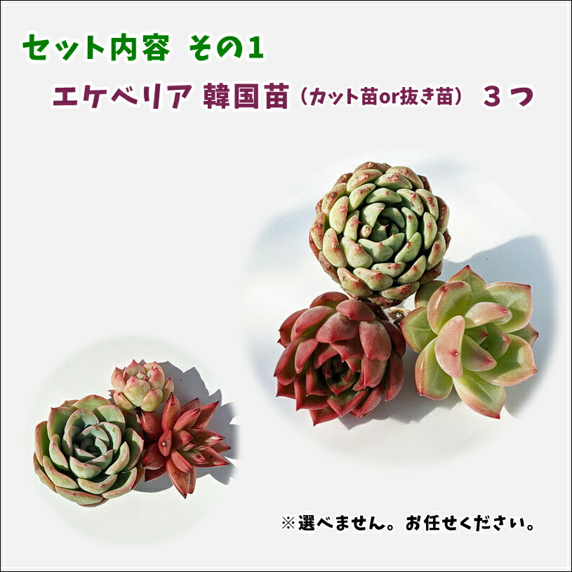 多肉草木 エケベリア 発売祝する 幸運固化 福袋 Echeveria 韓国苗 寄せ植え 抜き苗 脱略苗 愛愛しい おゲイン 序数詞4実送りとどける 貨物輸送無料 可愛い 多肉 エケベリア 韓国正しい輸入 抜き苗 カット苗 Damienrice Com
