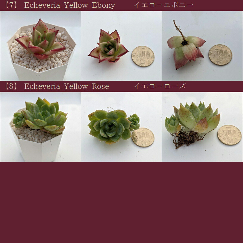 楽天市場 多肉植物 訳あり 10円均一 エケベリア セダム 韓国苗 寄せ植え 抜き苗 カット苗 第4種発送 可愛い 送料無料 アニーガーデン アニーステーション Ag E10taniku A Anny Station