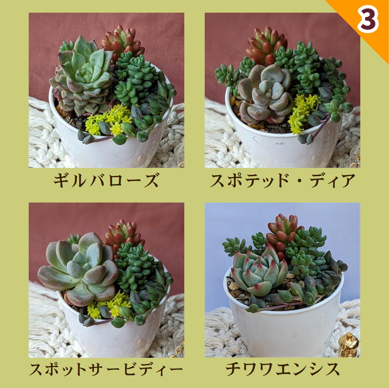 寄せ植えに欲しい!黄色の多肉植物セット 植物 | thelosttikilounge.com