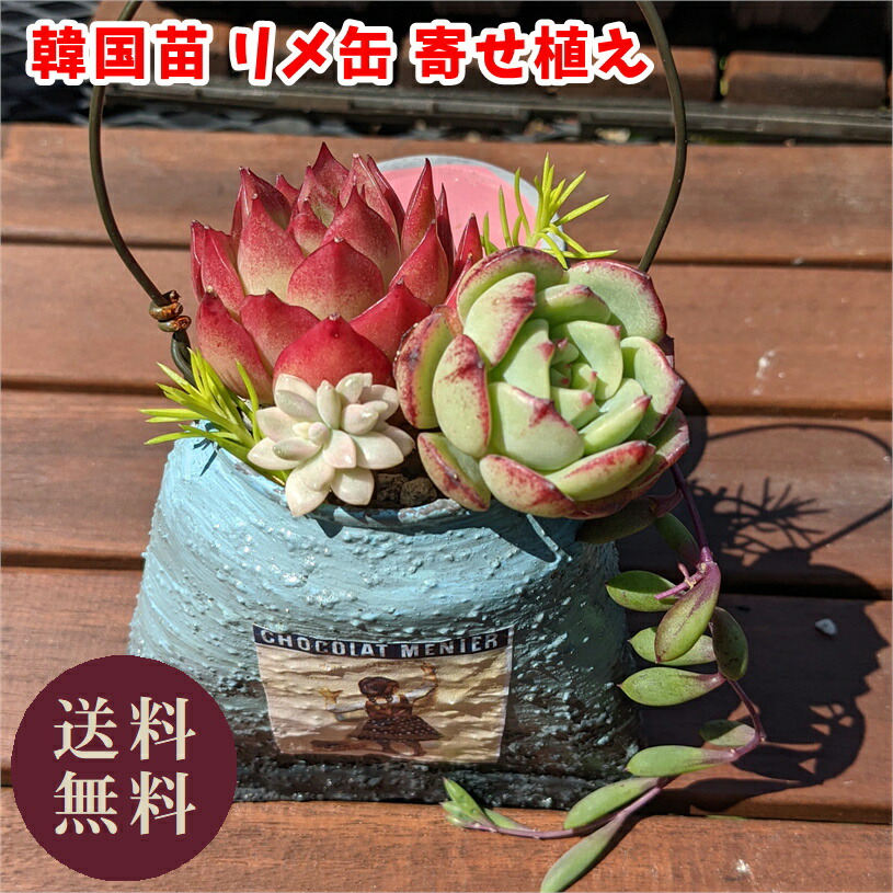 多肉植物 エケベリア 発売上書 喜ばしい揃え 福袋 多肉寄せ植え リメ缶 Echeveria 韓国苗 寄せ植え 抜き苗 切断苗 可憐 お便益 第4実積み送り 貨物輸送無料 Thekitchensurvival Com