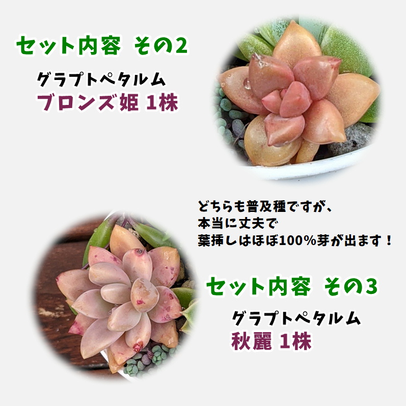 多肉植物 寄せ植え 一組 鉢 陸上 多肉 寄せ植えセット ビギナー 美味しい 多肉 エケベリア セダム グラプトペタルム 寄植え 抜き苗 断ち切る苗 可愛い 恰好いい お有利 順序数4内果皮エクスペディション 送料無料 Annygarden アニーガーデン アニベリア Foxunivers Com