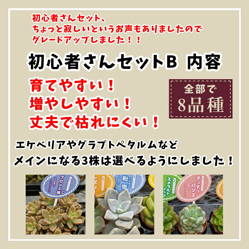 楽天市場 多肉 多肉植物 多肉寄せ植え セット 鉢 土 寄せ植えセット 初心者 可愛い エケベリア セダム グラプトペタルム 寄植え 抜き苗 カット苗 可愛い おしゃれ お得 第4種発送 送料無料 インテリア 多肉の土 植え方 Annygarden アニーガーデン アニベリア Ag Set02