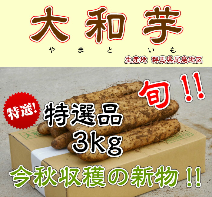 ギフ_包装】 群馬県尾島特産 大和芋 特選品 AA棒 3kg やまといも とろろ芋 qdtek.vn