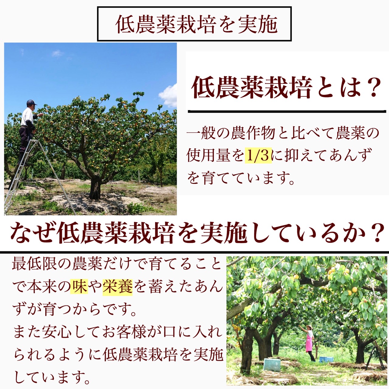 楽天市場 杏のリキュール 長野県産あんずを使用した果実酒 かわいいあんずの実のボトル入り ひとくちあんず 酒 5コ入 リキュール 引き出物などのギフトに あんずの里のあんずショップ