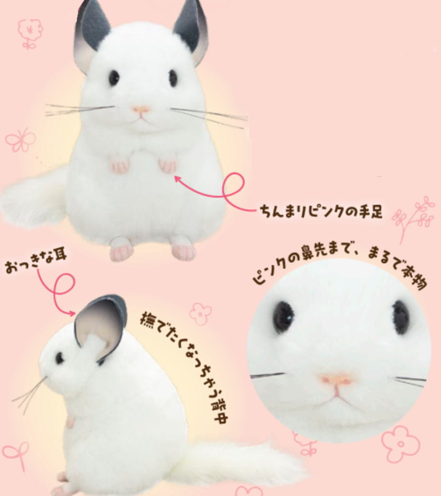 チンチラシルバー子猫ちゃん♡アイラインくっきり美人ちゃん♡アートドールぬいぐるみ 生後2ヶ月♡チンチラシルバー♡子猫ちゃん♡アートドール