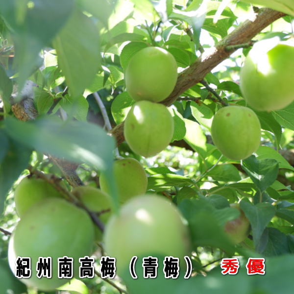 楽天市場】紀州南高梅 朝採り 青梅 梅酒用 2キロ 3Lサイズ 秀優