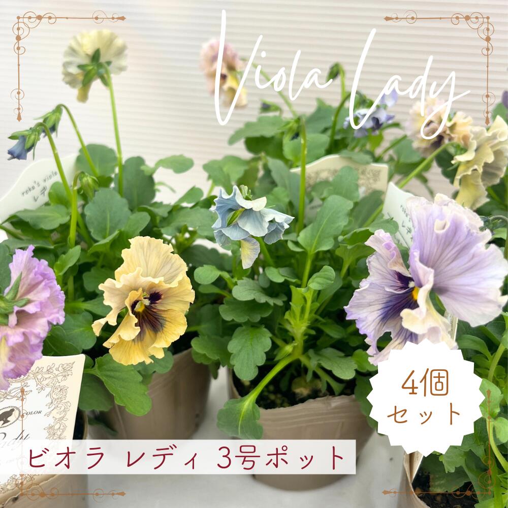 楽天市場】［花色おまかせ］ビオラ・レディ 3号ポット【おしゃれ 新