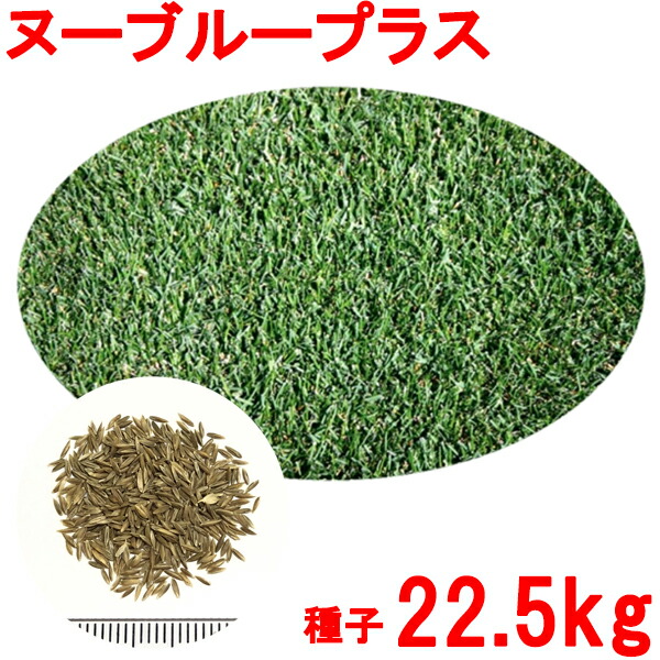 種子 ケンタッキーブルーグラス 種子 ケンタッキーブルーグラス