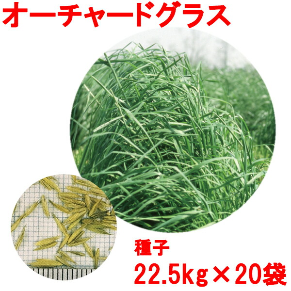 ご注文で当日配送 3種混合 高級芝生の種 250g 15〜25平方メートル用 高級 芝種