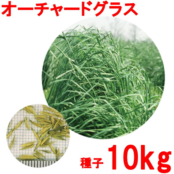 種子 オーチャードグラス 10kg