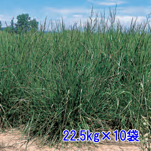 種子 トールフェスク 22.5kg&times;10袋｜めばえや