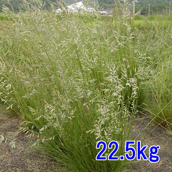 種子 クリーピングレッドフェスク 22.5kg|めばえや