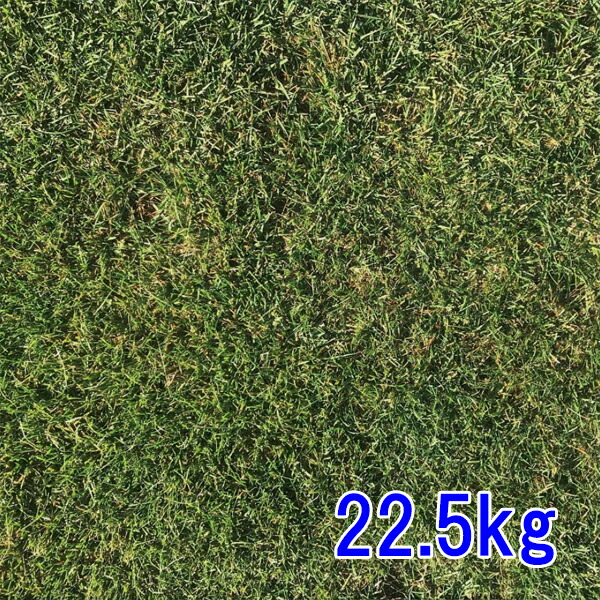 内果皮 ブルーグラスの州ブルーグラス 22.5kg