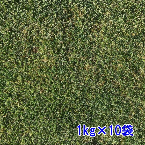 種子 ペレニアルライグラス ステラー4GL 10kg 種子 ペレニアルライグラス ステラー4GL 1kg : めばえや