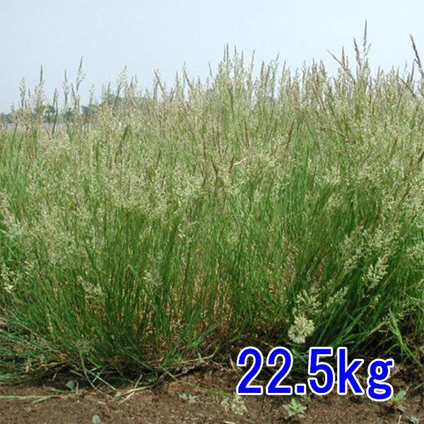 種子 コロニアルベントグラス ハイランド 22.5kg｜めばえや 54,186円