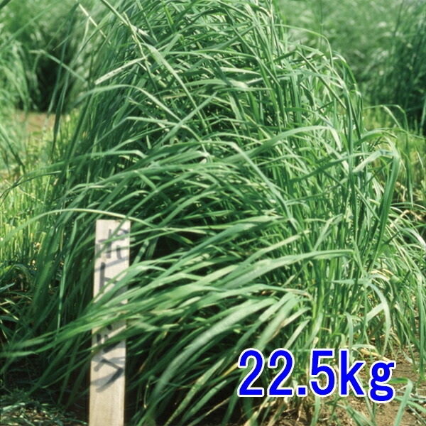 種子 オーチャードグラス 22.5kg