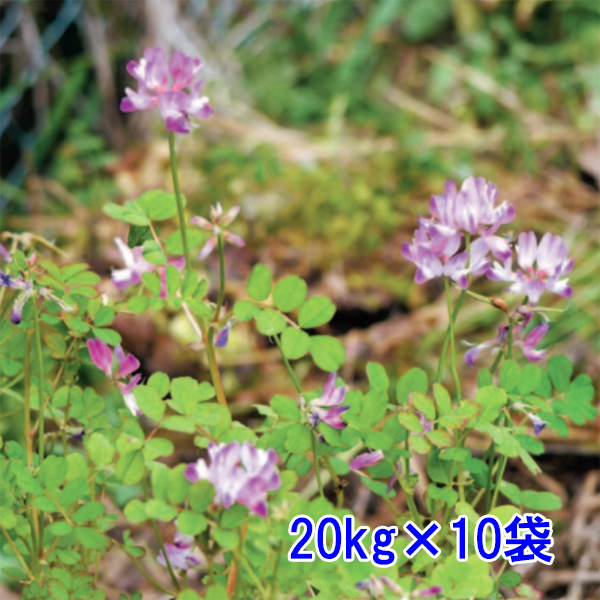 24年　れんげ種子　5kg 24年 れんげ種子 5kg 24年 れんげ種子 5kg 24年 れんげ種子 5kg