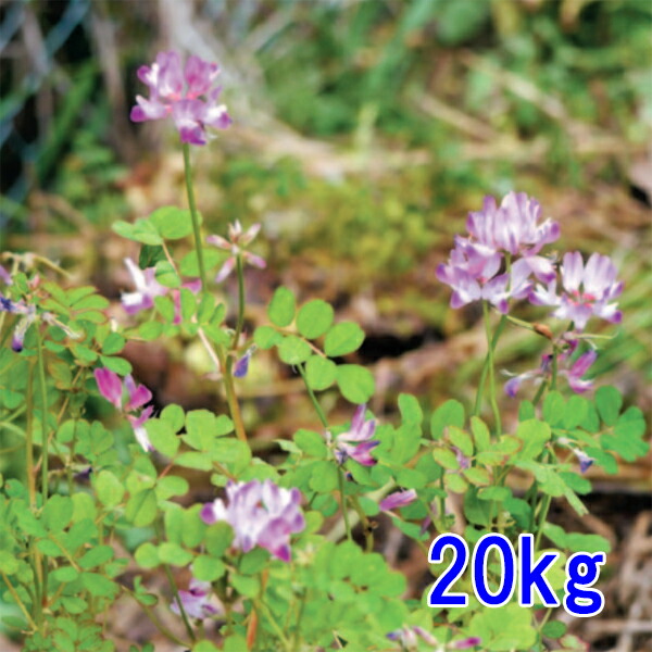 楽天市場】レンゲの種 4kg : 千草園芸