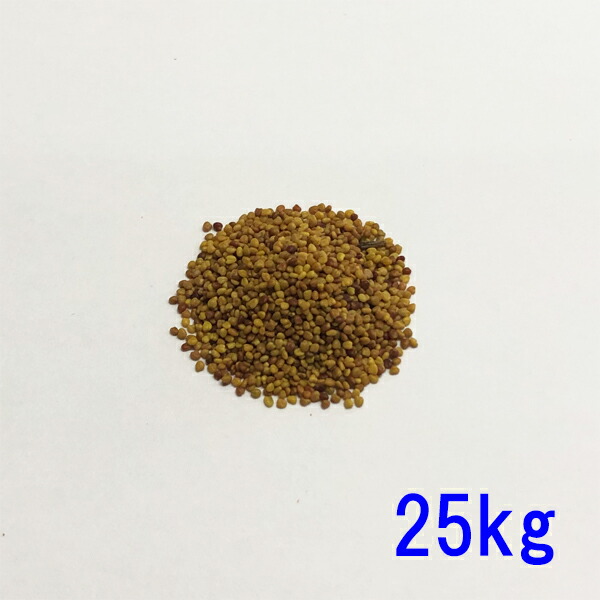 24年　れんげ種子　5kg 2024年販売終了】“STANDARD”新興 -SHINKOU- 5kg入〈6~9玉入
