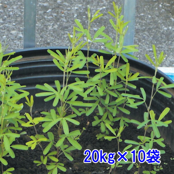 内果皮 メドハギ 20kg×10袋 種子-ガーデニング・農業-花・ガーデン・DIY