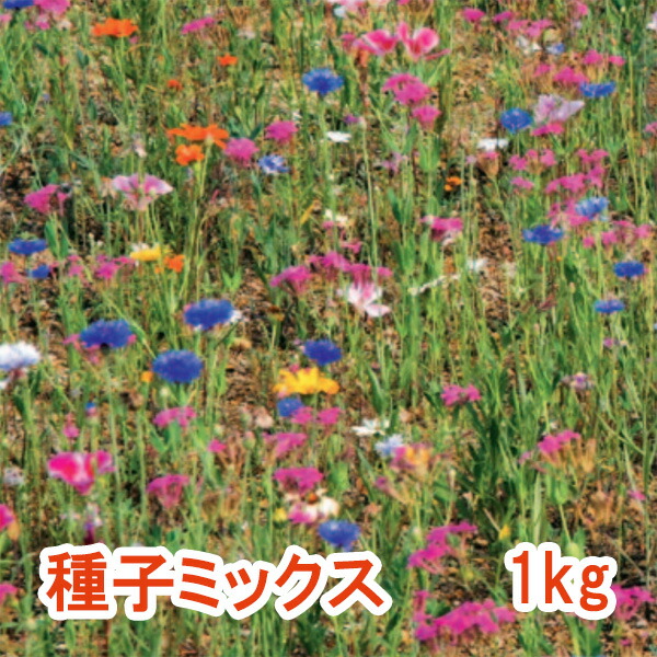 ワイルドフラワーミックス ベビーブルーマーズ 1kg｜めばえや