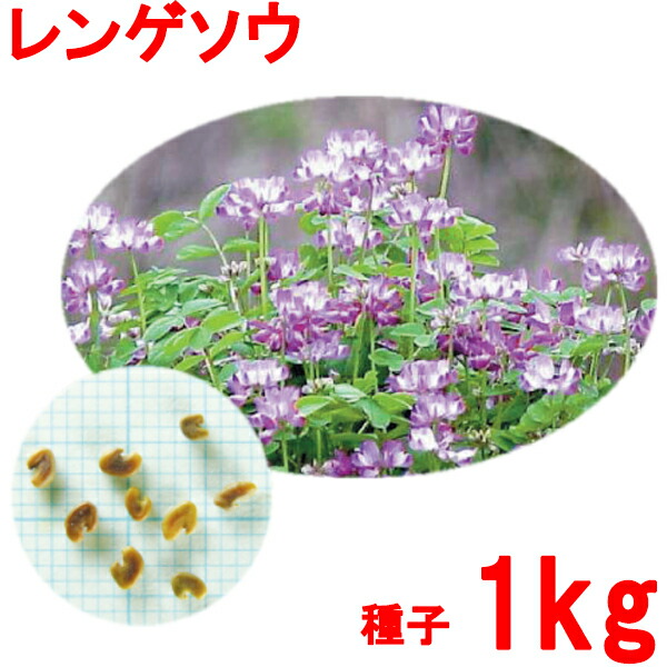 種子 レンゲソウ(れんげ草・ゲンゲ) 1kg