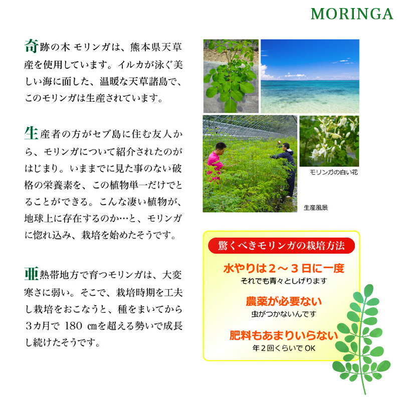 楽天市場 送料無料 お得なまとめ買い モリンガ100 奇跡の木 多くの栄養素を含むミラクルツリー サプリメント モリンガ ミラクルツリー わくわく倶楽部