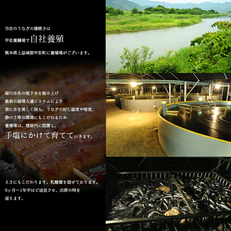 【楽天市場】観賞用うなぎ黒子 国産 自社養殖 3尾＋1尾（死着保証） 甲佐養鰻場 【うなぎ】【活鰻】：わくわく倶楽部