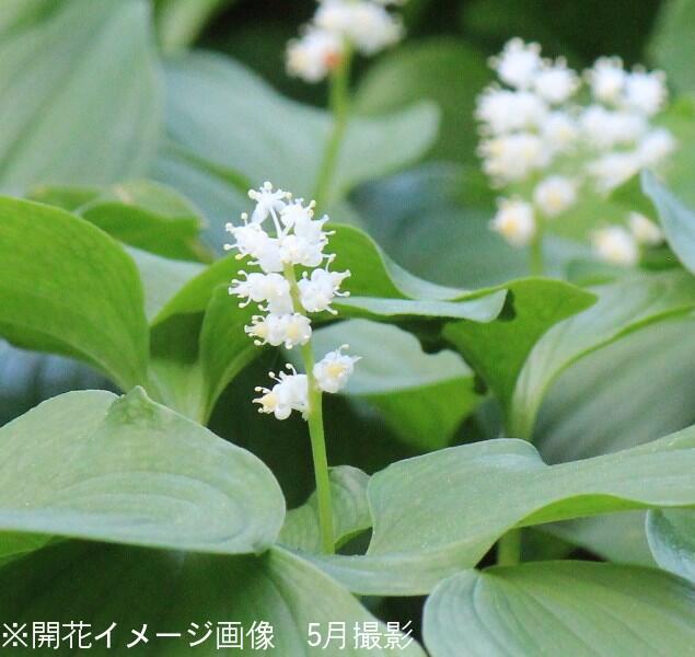マイヅルソウ （舞鶴草） 9ｃｍポット苗10ポット仕かける【やま菜】 花・ガーデン・DIY-花の苗物-ガーデニング・農業