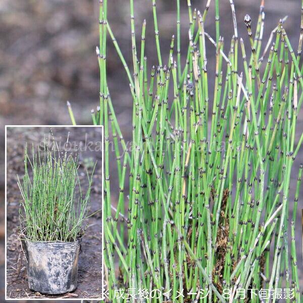 楽天市場】ヒメウコギ 苗 【山菜 姫うこぎ】 ポット苗 ムコギ ウーコ