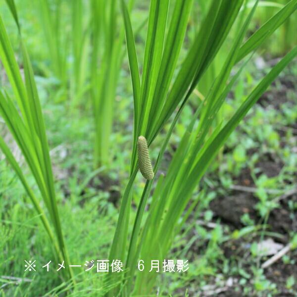 りぃです。購入済みです。耐寒宿根草　菖蒲湯用の菖蒲の株１株22-4(5) りぃです。購入済みです。耐寒宿根草 菖蒲湯用の菖蒲の株1株22-4(5